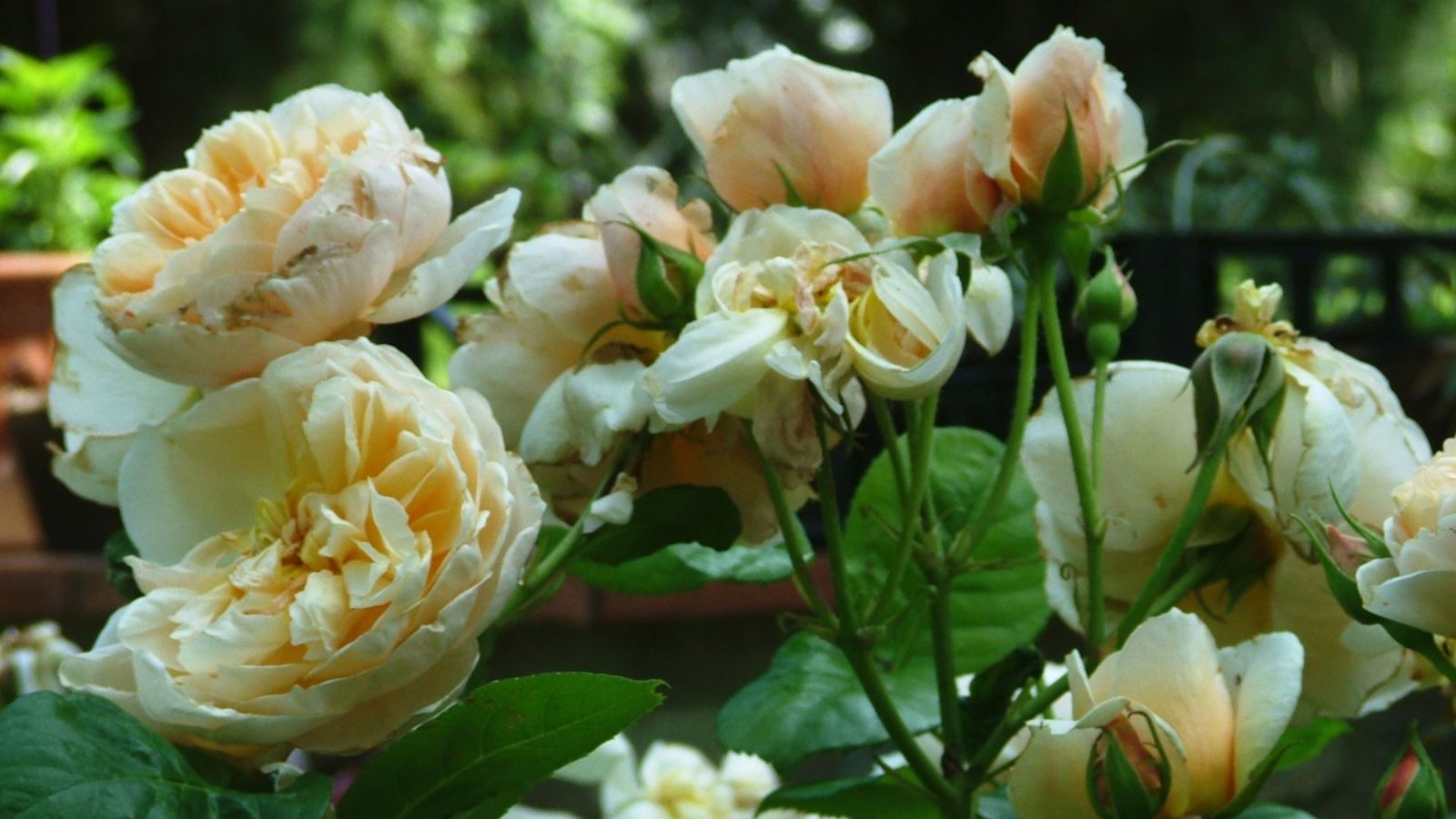 Rose Garden, Florence